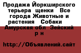 Продажа Йоркширского терьера, щенки - Все города Животные и растения » Собаки   . Амурская обл.,Зейский р-н